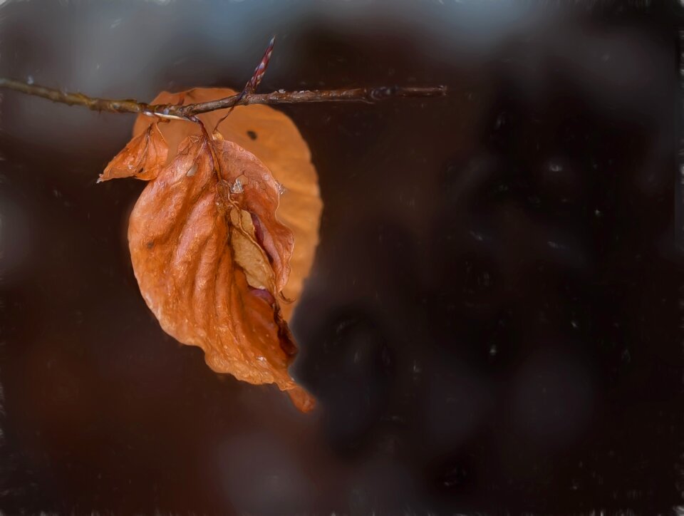 Brown winter nature