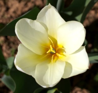 Tulipa fosteriana 'Purissima' 2015 06
