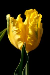 Tulipa 'Texas Gold' 2016 04
