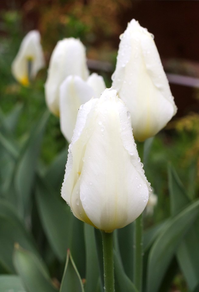 Tulipa 'Wildhof' 2015 01