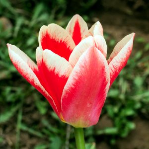 Tulipa fosteriana 'Pirand' 2015 10 photo