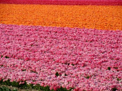 Tulpevelden in Nederland in 2014, foto41 photo