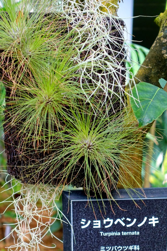 Turpinia ternata - Shinjuku Gyo-en Greenhouse - Tokyo, Japan - DSC05814