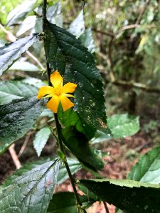 Turnera panamensis 32015882