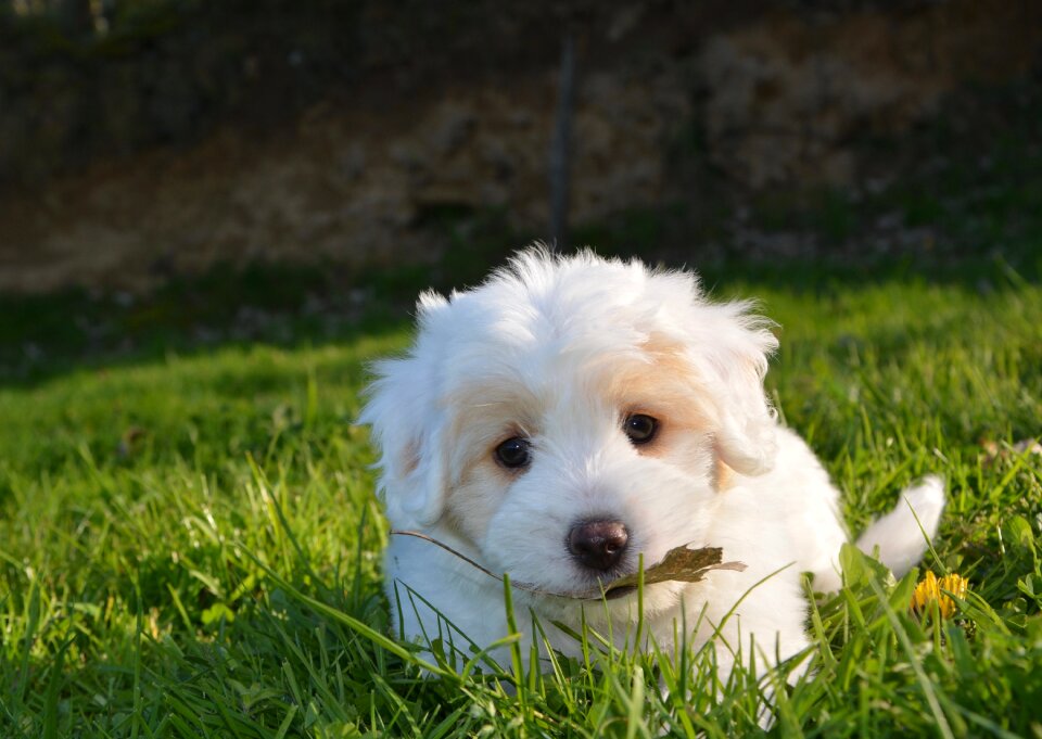 Petit white fur cotton tulear