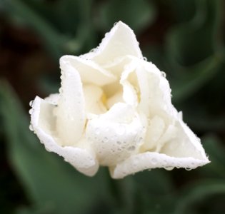 Tulipa 'Mondial' 2015 02 photo