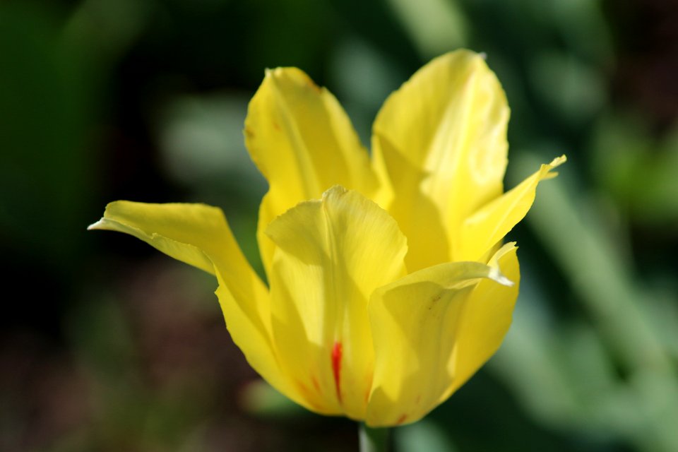 Tulipa 'Hocus Pocus' 2016 02