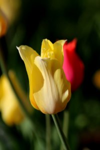 Tulipa 'Hocus Pocus' 2016 11