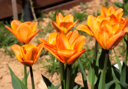 Tulipa 'Orange Breeze' 2015 03