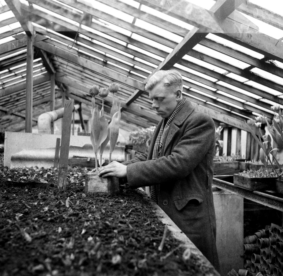 Tulp Commander den Ouden te Noordwijk, Bestanddeelnr 904-4690