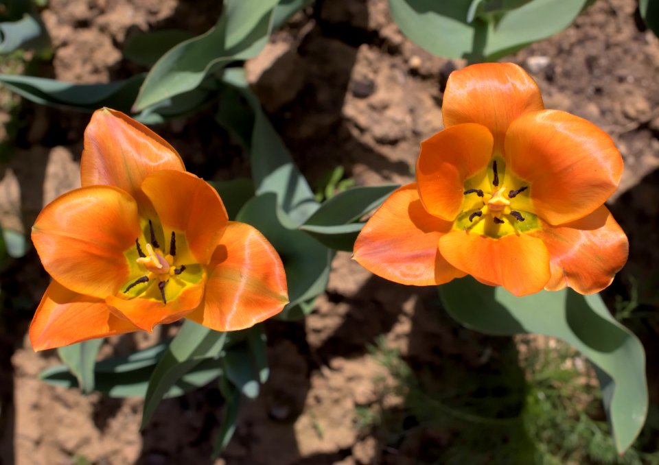 Tulipa 'Orange Breeze' 2015 05