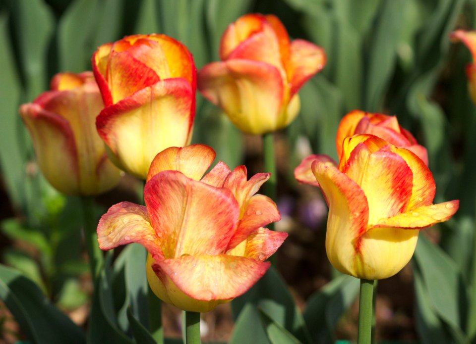 Tulipa 'Outbreak' 2017 04