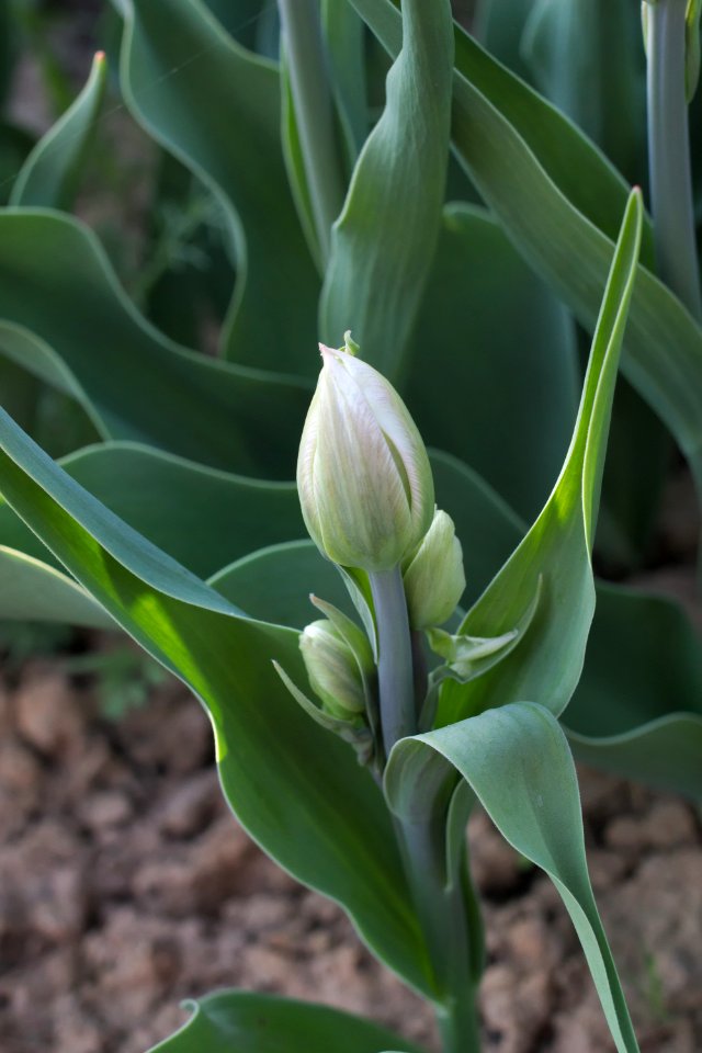 Tulipa 'Mondial' multiflowering 2015 01