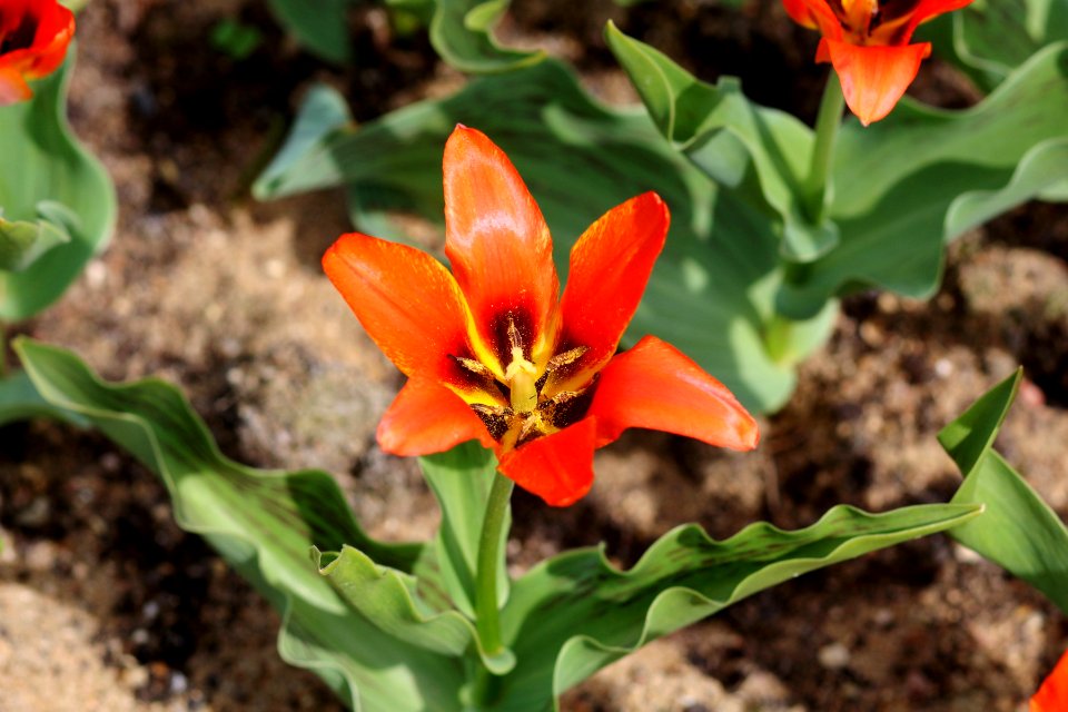 Tulipa 'Orange Toronto' 2016 06