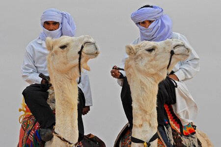 White camels pride bedouin photo
