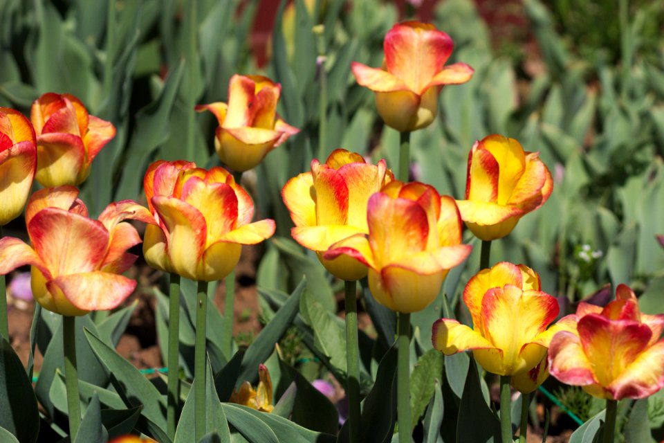 Tulipa 'Outbreak' 2017 02