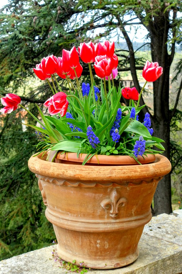 Tulips - Villa d'Este - Tivoli, Italy - DSC03869