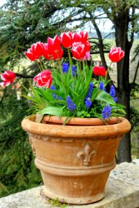 Tulips - Villa d'Este - Tivoli, Italy - DSC03869