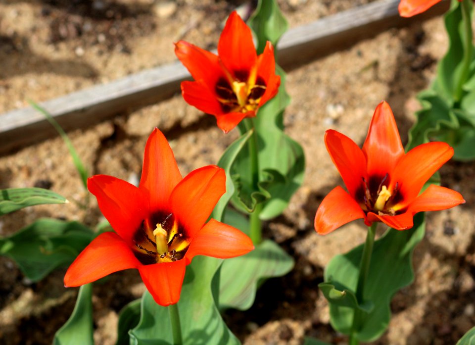 Tulipa 'Orange Toronto' 2016 05