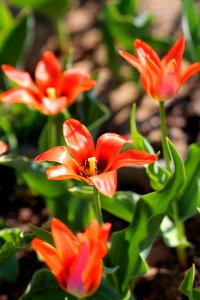 Tulipa 'Orange Toronto' 2016 03