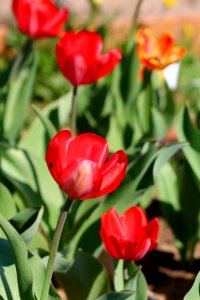 Tulipa 'Red Impression' 2016 01