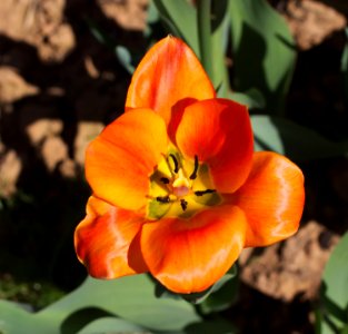 Tulipa 'Orange Breeze' 2015 06