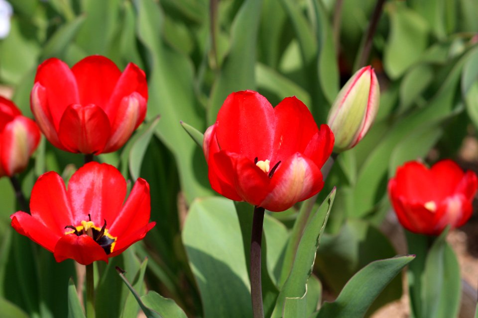 Tulipa 'Red Impression' 2016 03