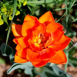Tulipa 'Orange Princess' 2016 01