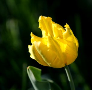 Tulipa 'Texas Gold' 2016 03