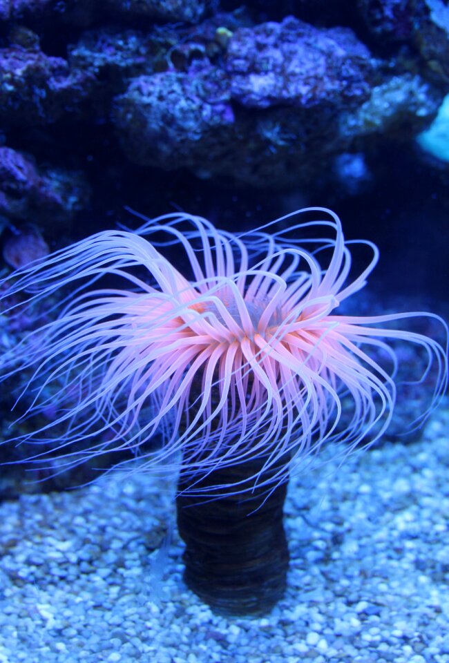 Seenelken cnidarian tentacles