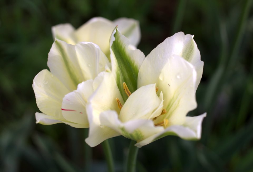 Tulipa 'Spring Green' multiflowering 2015 03