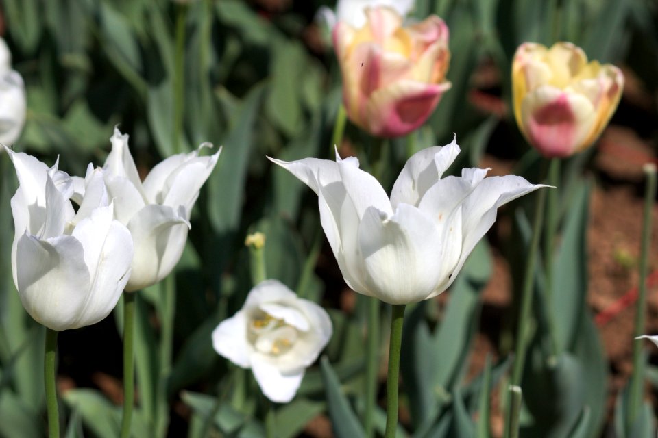 Tulipa 'Sapporo' 2017 02