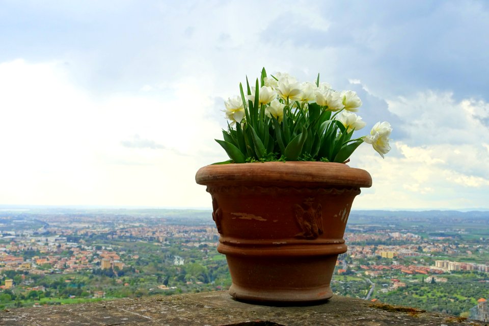 Tulips - Villa d'Este - Tivoli, Italy - DSC04111