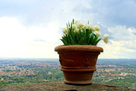 Tulips - Villa d'Este - Tivoli, Italy - DSC04111