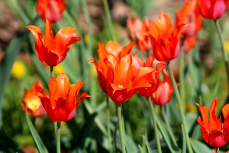Tulipa 'Temple of Beauty' 2016 06