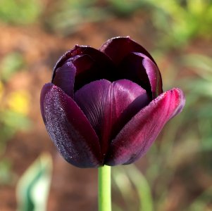 Tulipa 'Queen of Night' 2015 04