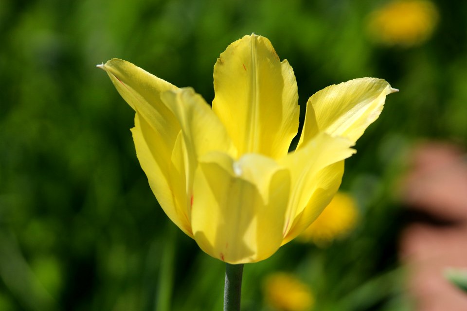Tulipa 'Hocus Pocus' 2016 06