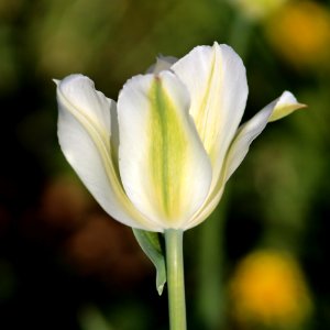Tulipa 'Spring Green' 2016 01