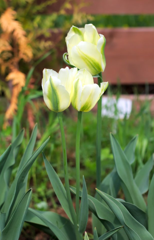Tulipa 'Spring Green' multiflowering 2015 02