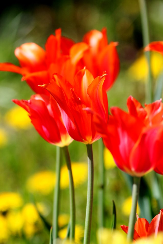 Tulipa 'Temple of Beauty' 2016 05