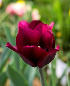 Tulipa 'Ronaldo' 2015 04 photo