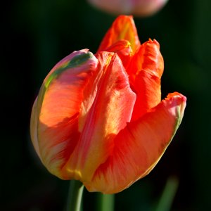 Tulipa 'Parrot King' 2016 12