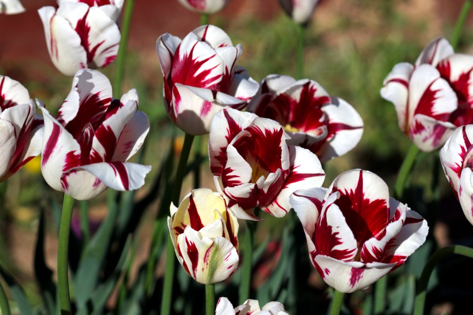 Tulipa 'Grand Perfection' 2017 03