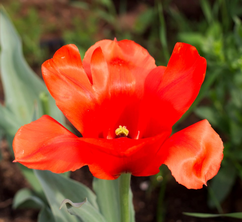 Tulipa 'Giant Orange Sunset' 2015 06