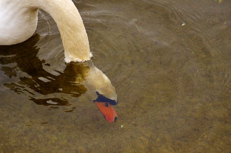 Animal world pride bird photo