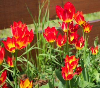 Tulipa 'Floriette' 2015 05 photo