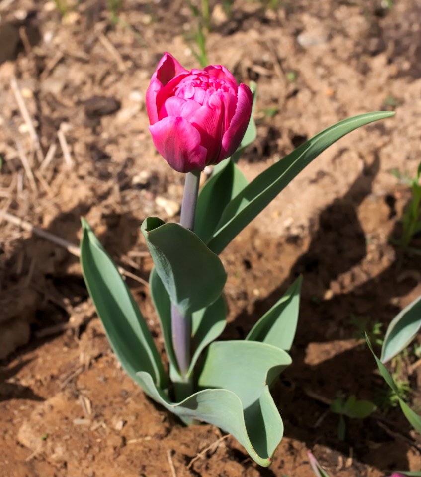 Tulipa 'Queen of Marvel' 2015 04