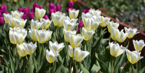 Tulipa 'Purissima' 2017 01