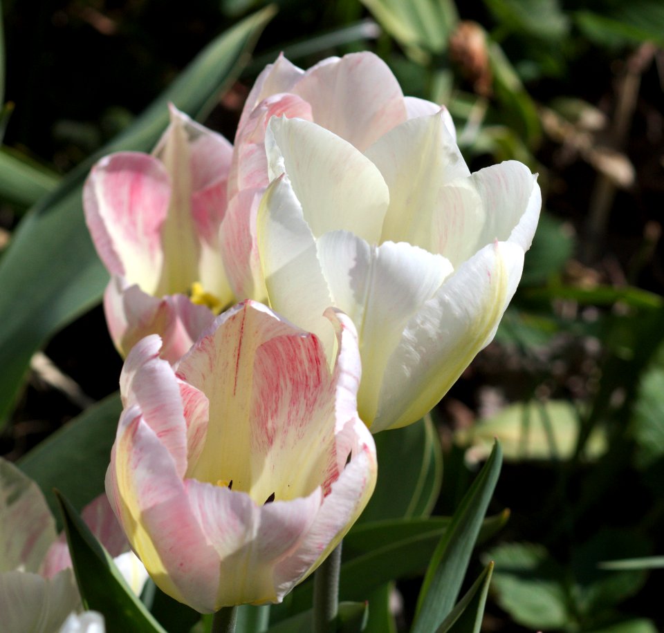 Tulipa 'Flaming Purissima' 2017 06