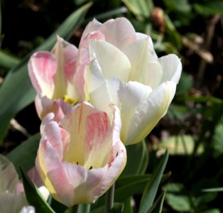 Tulipa 'Flaming Purissima' 2017 06